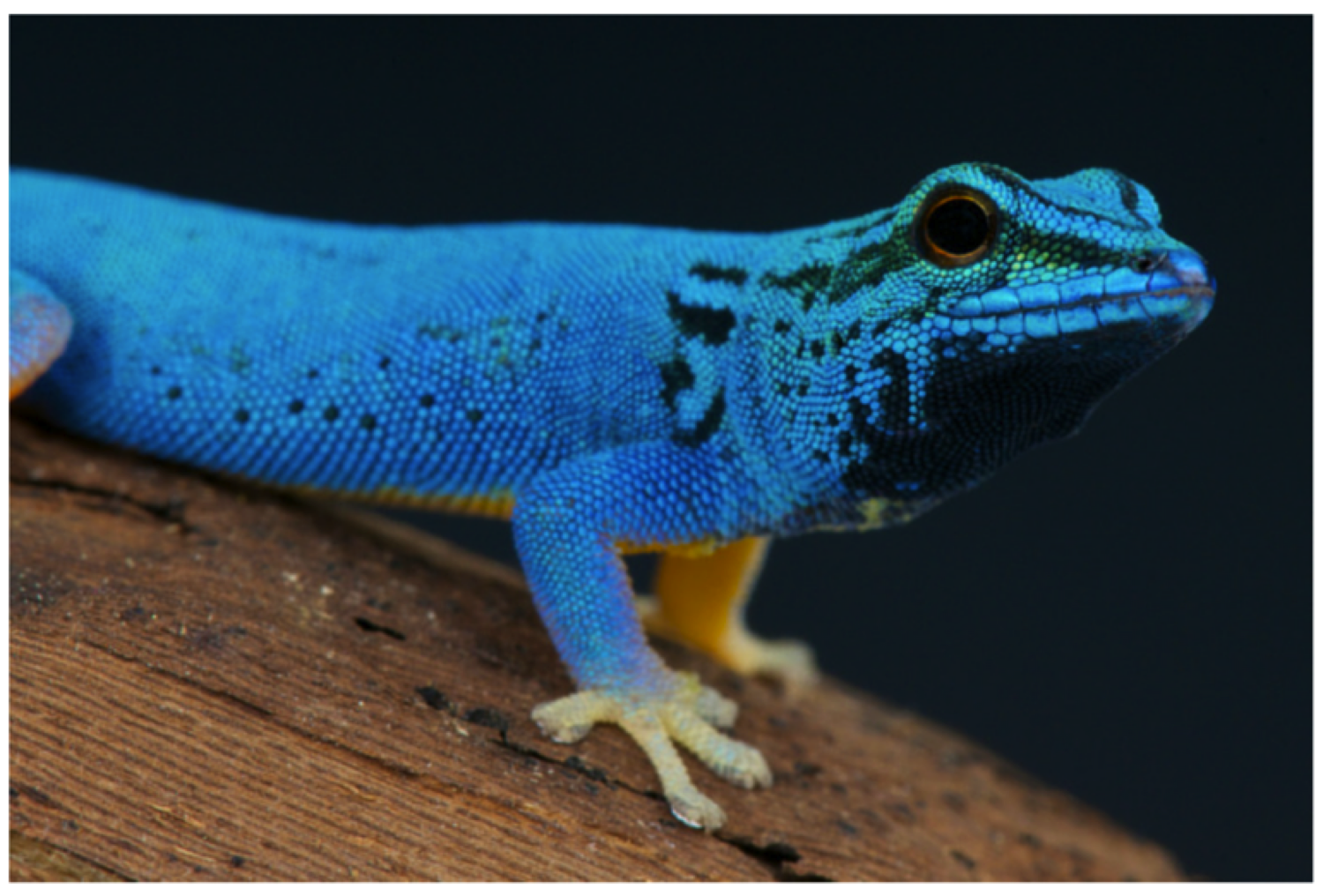 Gecko and 4D Printing